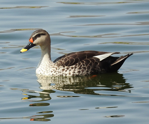 Нугас (Зэрлэгшир нугас)